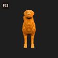 046-Anatolian_Shepherd_Dog_Pose_01.gif Anatolian Shepherd Dog 3D Print Model Pose 01