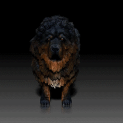 Tibetan-Mastiff.gif Datei STL Tibetanische Dogge - HUNDE RASSE - KANINE -3D PRINT MODEL・Design für 3D-Drucker zum herunterladen, adamchai
