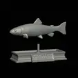 Trout-statue-6.gif fish rainbow trout / Oncorhynchus mykiss statue detailed texture for 3d printing