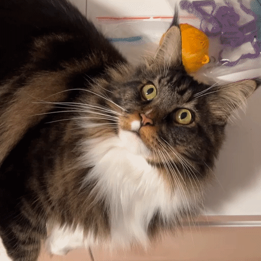 Spitting_piggy.gif Spitting Piggy