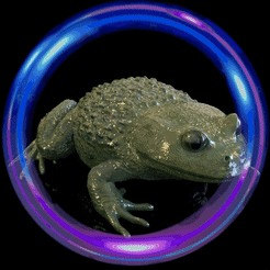 sabo1.gif STL file frog Calyptocephalella gayi・3D print object to download, zaider