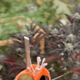 ezgif.com-video-to-gif-converted.gif Dab stand + puffco knife
