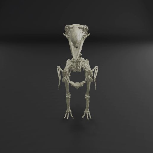 Kelenken-skeleton-360.mp4 Kelenken guillermoi - terror bird skeleton 3D print model