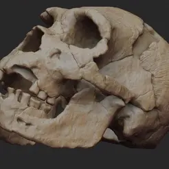 ezgif.com-gif-maker.gif STL-Datei Homo heidelbergensis・Design für 3D-Drucker zum herunterladen