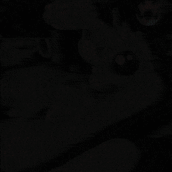 ezgif-5-a6b5e4551b.gif 3D-Datei Luckurtle, St. Patricks Day Klee Schildkröte mit Topf aus Gold Deckel, Cinderwing3D, artikulierende flexible Fidget niedlichen Druck an Ort und Stelle keine Stützen・3D-druckbare Vorlage zum herunterladen