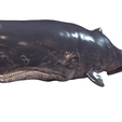3-GIF.gif WHALE Sperm Whale Moby Dick ORCA Killer Whale Dolphin FISH sea CREATURE 3D MODEL ANIMATED RIGGED