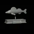 Zander-statue-6.gif fish zander / pikeperch / Sander lucioperca statue detailed texture for 3d printing