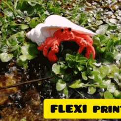 hermit-crab,.gif STL file Hermit crab (flexi, cute, semi realistic)・3D printing model to download, FantasyGlobe3d