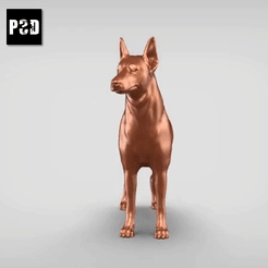 00.gif STL file Zwergpinscher V1・3D printable model to download