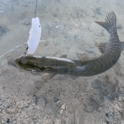 60ABBB4D-F582-4E42-BD80-3C439A98DF31.gif Free STL file AM pike popper・3D printing model to download