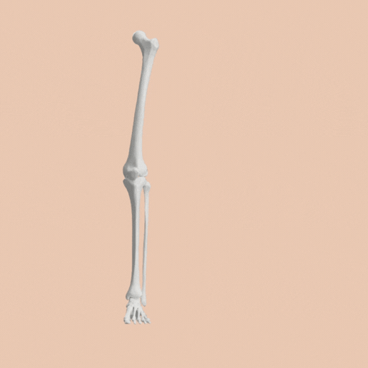 💀 SKELETON OF LEFT LOWER LIMB 3D SEGMENTED MODEL・ 3D File for 3D ...