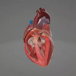 Untitled-video-Made-with-Clipchamp-_1_.gif ANATOMICAL HEART-CIRCULATION ORIFICES
