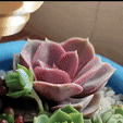WhatsApp-Video-2023-09-26-at-11.40.18-AM.gif POT NOZZLE 0.FLOWER