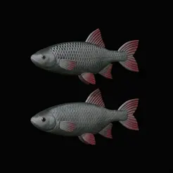 Common-rudd.gif fish common rudd solo model detailed texture for 3d printing