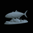Greater-Amberjack-statue-1-2.gif fish greater amberjack / Seriola dumerili statue underwater detailed texture for 3d printing