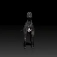 Grey-Hound.gif Greyhound - DOG BREED - CANINE -3D PRINT MODEL