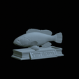 White-grouper-statue-5.gif fish white grouper / Epinephelus aeneus statue detailed texture for 3d printing
