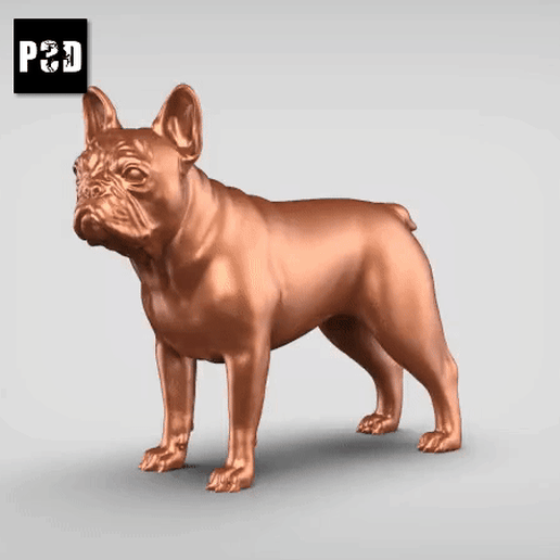 French Buldog V1 3D model