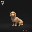Dachshund-Miniature-Wire-Haired-Pose-06.mp4 Dachshund Miniature Wire Haired Pose 06