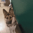 PXL_20240404_173110622.TS-ezgif.com-optimize.gif PAWPRINTS - Dog sniff training toy
