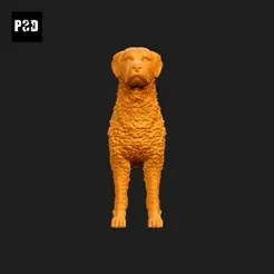 529-Curly_Coated_Retriever_Pose_01.gif Archivo STL Curly Coated Retriever Dog 3D Print Model Pose 01・Modelo para descargar y imprimir en 3D