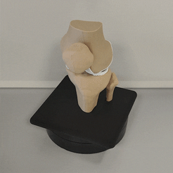 Rodilla-Humana.gif STL-Datei Menschliches Knie mit Halterung (Maßstab 1:1)・Design für 3D-Drucker zum herunterladen