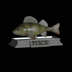 Perch-model.gif Fichier STL statue de perche poisson texture détaillée pour impression 3d・Plan pour impression 3D à télécharger