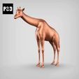 gif.gif african giraffe pose 03