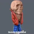 Skeleton-Bobblehead.gif Skeleton Bobblehead (Easy print and Easy Assembly)