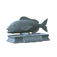 Dentex-mouth-statue-5.gif fish Common dentex / dentex dentex open mouth statue detailed texture for 3d printing