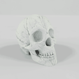 Feather-Skull.gif Feather Skull