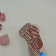 3D-Printed-Anatomical-Model.gif 3D file 3D-Printed Anatomical Model・3D printer design to download