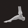 Untitled-design-4.gif FOOT BONE SEGMENTED ANKLE