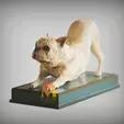 French-Bulldog-V2stretching-pose.gif French Bulldog V2stretching pose ,Frenchie - STL & VRML COLOR FORMAT !- DOG BREED - SITTING POSE - 3D PRINT MODEL