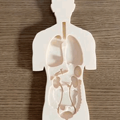 0284C5E8-F29D-4C17-9E89-7B81C2D5C2B5.gif 3MF file 3D Didactic Anatomy Puzzle for kids multi material・3D print object to download, Fheder