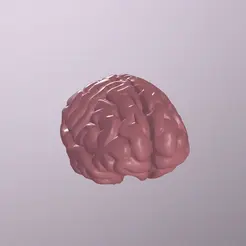 ezgif.com-gif-maker-92.gif STL file Human Brain・3D printing idea to download