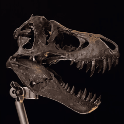 v5.gif Download STL file Scanned T-rex skull 💀 Stan the Tyrannosaurus • 3D printing model, ESE-3D