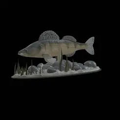 zander-high-quality.gif big zander underwater statue detailed texture for 3d printing