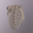 ezgif.com-gif-maker-92.gif STL file Ribcage・3D printable model to download