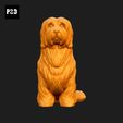 523-Coton_De_Tulear_Pose_04.gif Coton De Tulear Dog 3D Print Model Pose 04