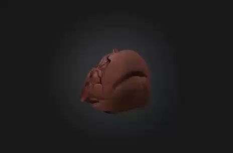 Lung.mp4 Lung | Stl,Obj,Glb,Fbx
