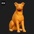 516-Collie_Smooth_Pose_06.gif Collie Smooth Dog 3D Print Model Pose 06