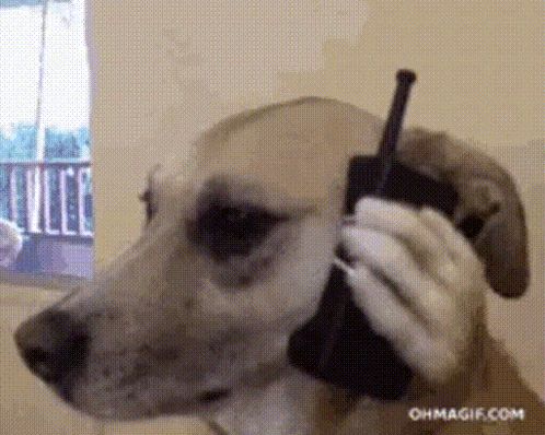 man-of-the-year.gif 📱🐶 Chaveiro Meme Dog on Phone - Impressão multicolorida no local