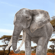 elephant.gif An elephant trumpets 🐘🐘🐘