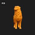 066-Australian_Shepherd_Dog_Pose_03.gif Australian Shepherd Dog 3D Print Model Pose 03