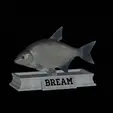 Bream-statue-4.gif fish Common bream / Abramis brama statue detailed texture for 3d printing