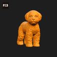 243-Bichon_Frise_Pose_03.gif Bichon Frise Dog 3D Print Model Pose 03