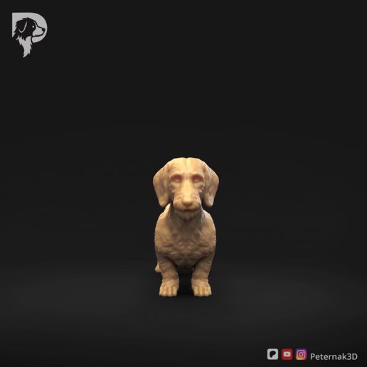 Dachshund-Miniature-Wire-Haired-Pose-01.mp4 Dackel Miniatur Drahthaar Pose 01
