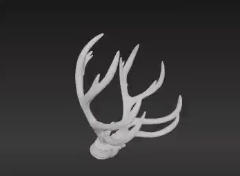firefox_Ea8SKyF1a1.mp4 Weathered Organic Antler Model STL | Striking Forest Find for Tabletop & Displays