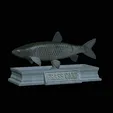 Grass-carp-statue-4.gif fish grass carp / Ctenopharyngodon idella statue detailed texture for 3d printing